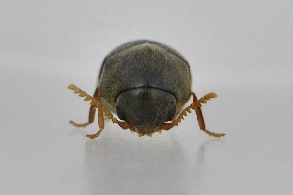 Mesocoelopus niger (cf.), Anobiidae